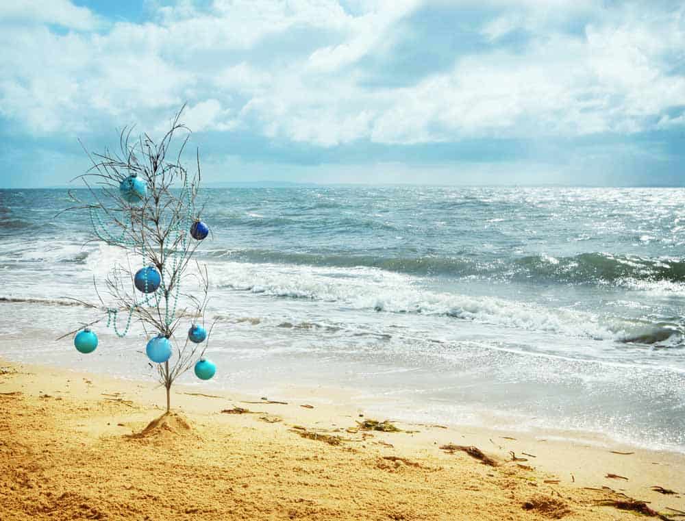 aussie christmas tree at beach