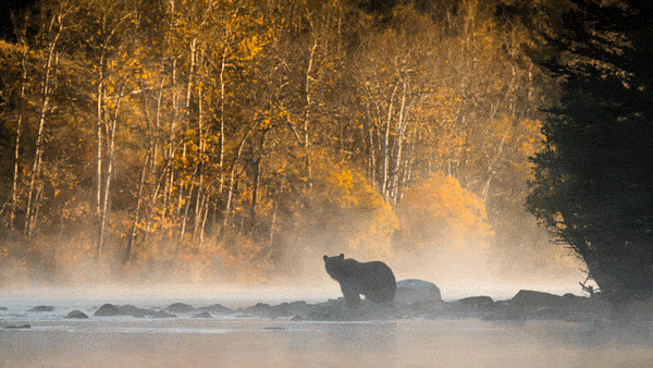 Grizzly bear at river