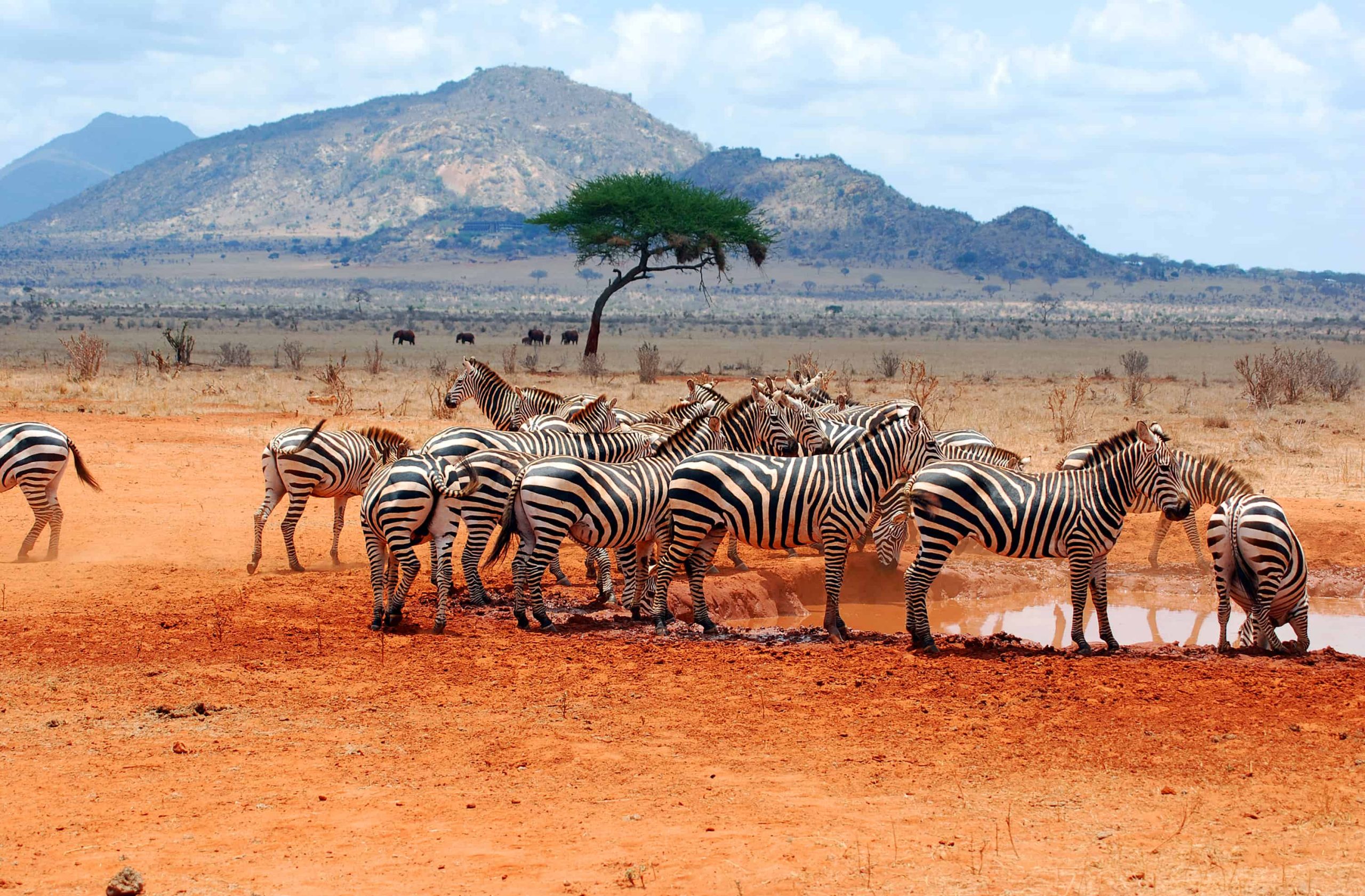 Heard of zebras on the safari