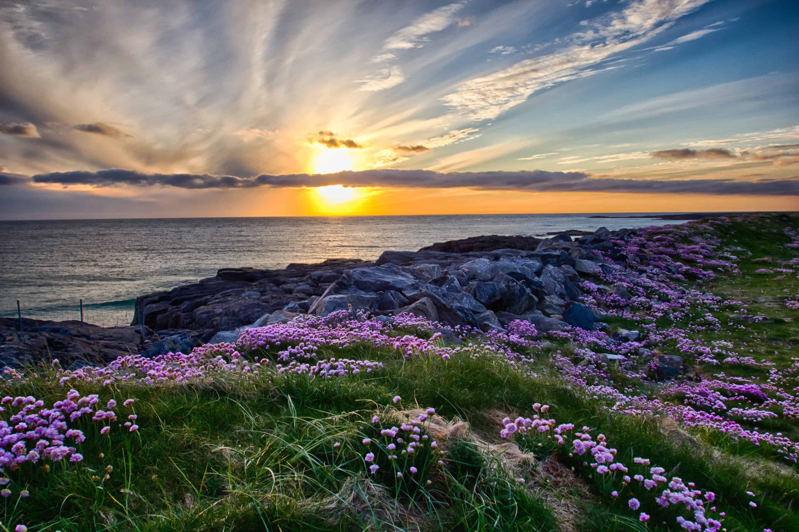 Field of flowers over a cliff by the sea