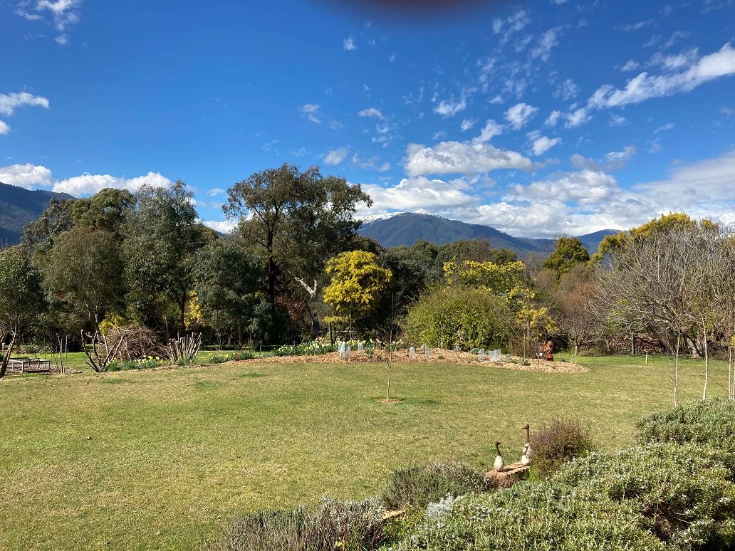 , Mt Bogong from my patio (1)