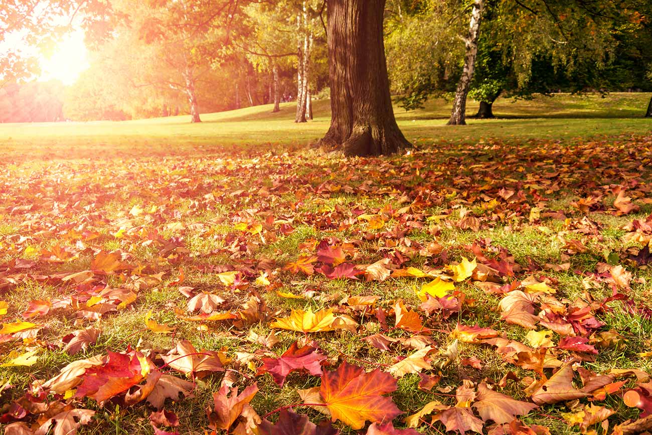 Meadow, maple and sunlight in autumn