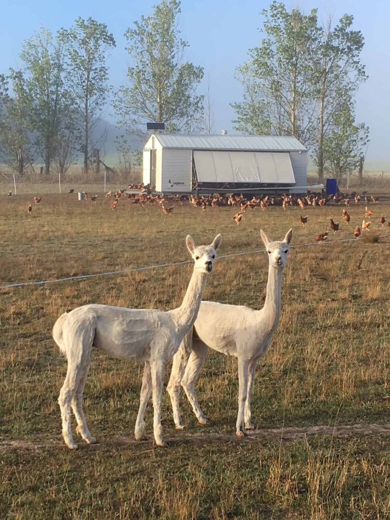 farm life