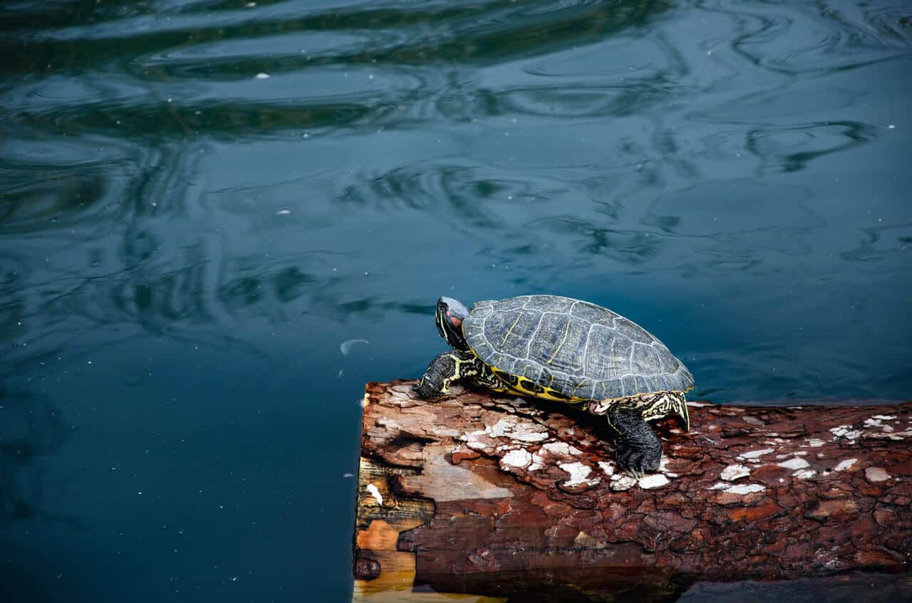 turtle on a log