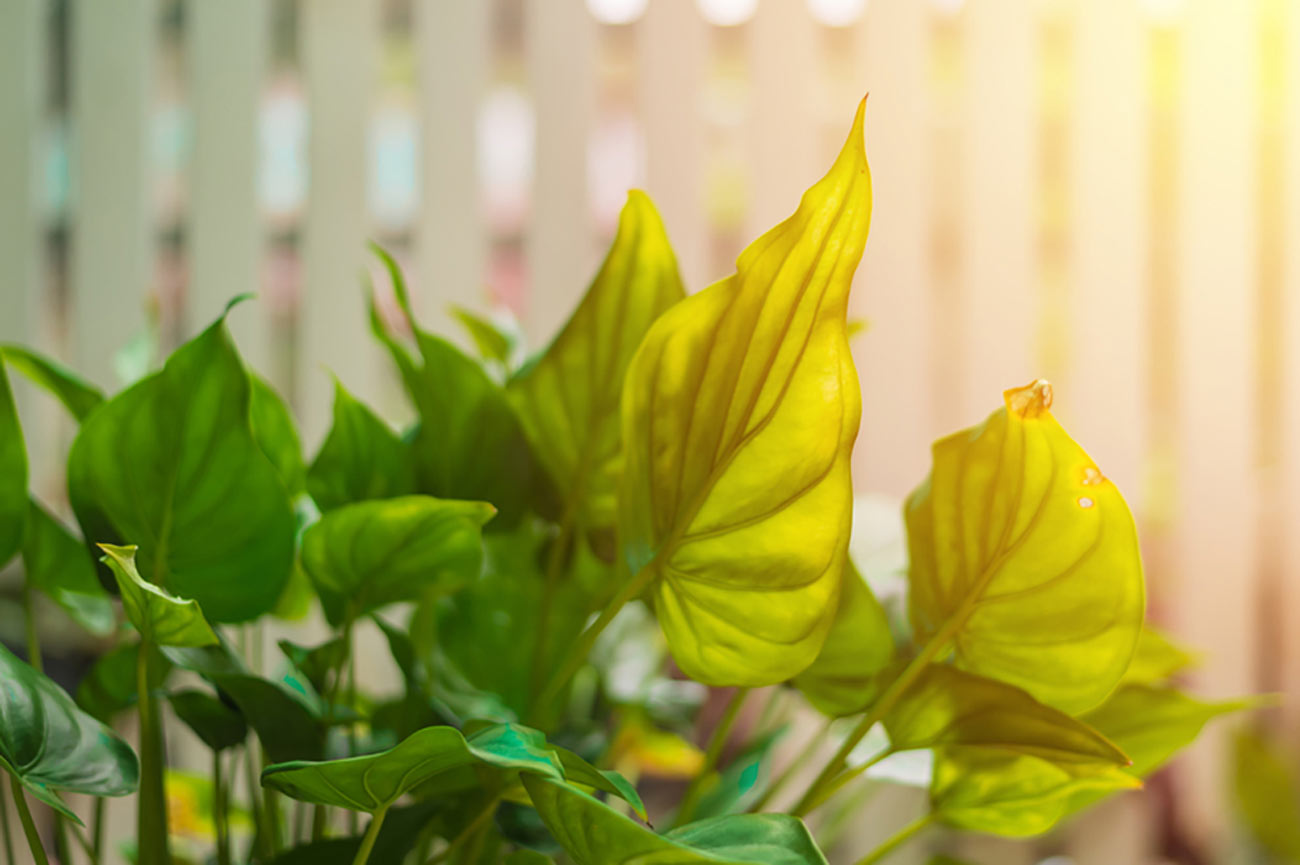 Leaves on a front yard of white picket fence